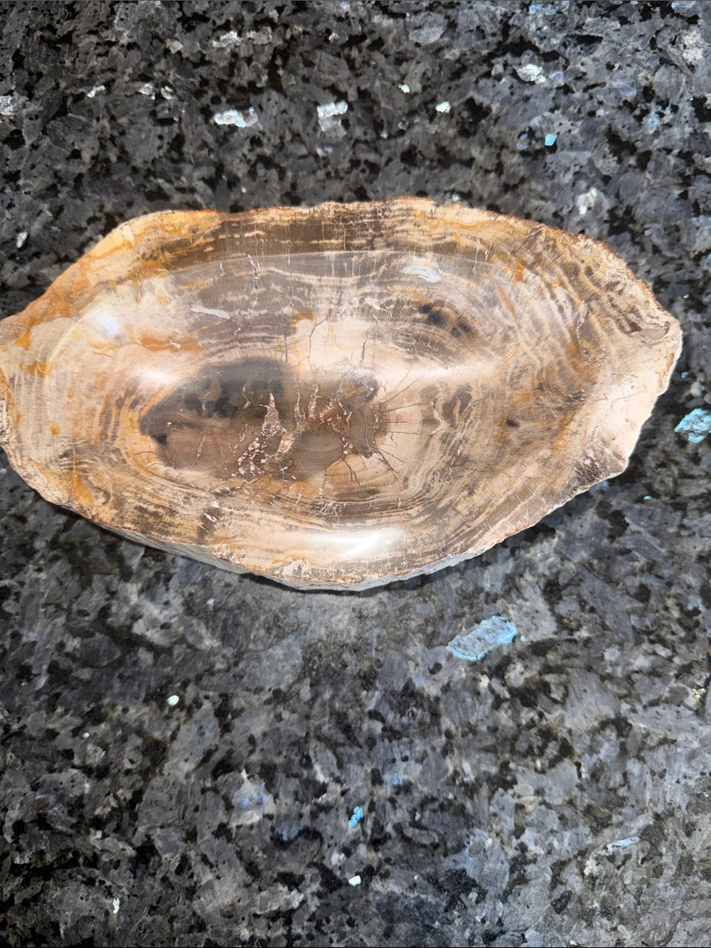 Petrified Wood Custom Bowl A 4.75 x 8.25 4+ LBS - Picture 3 of 12